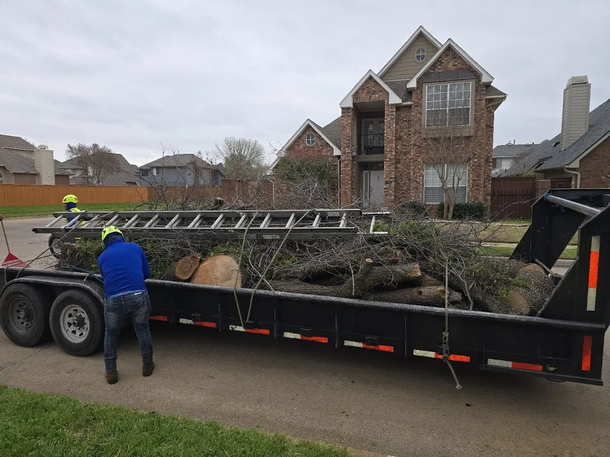 Expert Tree Removal with proper safety equipment in Cloverdale